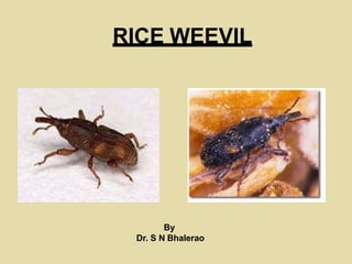 RICE WEEVIL
By
Dr. S N Bhalerao
 