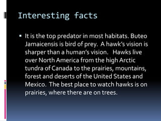Interesting facts
 It is the top predator in most habitats. Buteo
Jamaicensis is bird of prey. A hawk’s vision is
sharper than a human’s vision. Hawks live
over North America from the high Arctic
tundra of Canada to the prairies, mountains,
forest and deserts of the United States and
Mexico. The best place to watch hawks is on
prairies, where there are on trees.
 