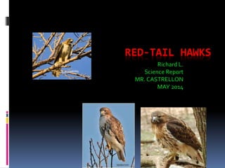 RED-TAIL HAWKS
Richard L.
Science Report
MR. CASTRELLON
MAY 2014
 