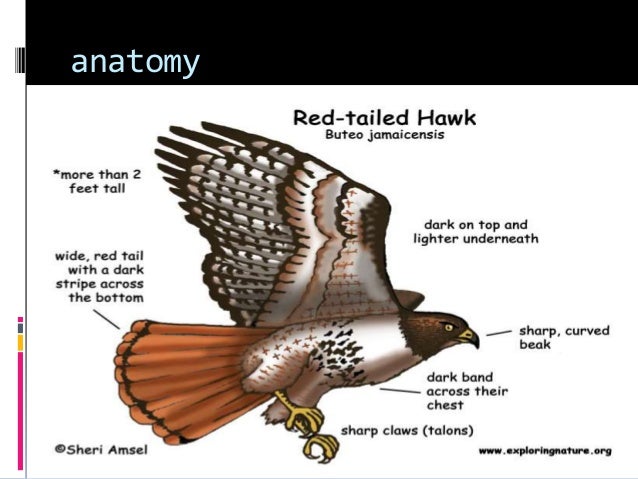 hawk adaptations