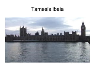 Tamesis ibaia 