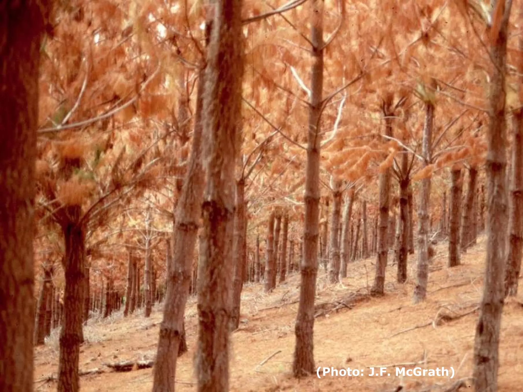 (Photo: J.F. McGrath)