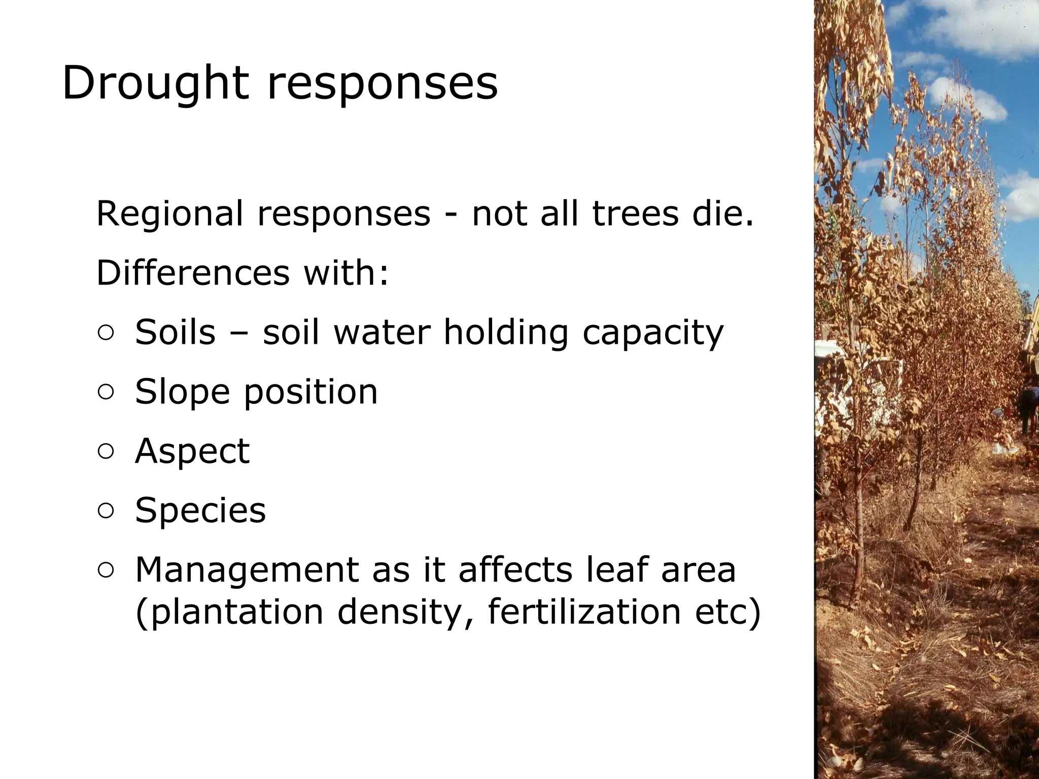 Drought responses Regional responses - not all trees die. Differences with: Soils – soil water holding capacity Slope position Aspect Species Management as it affects leaf area (plantation density, fertilization etc)