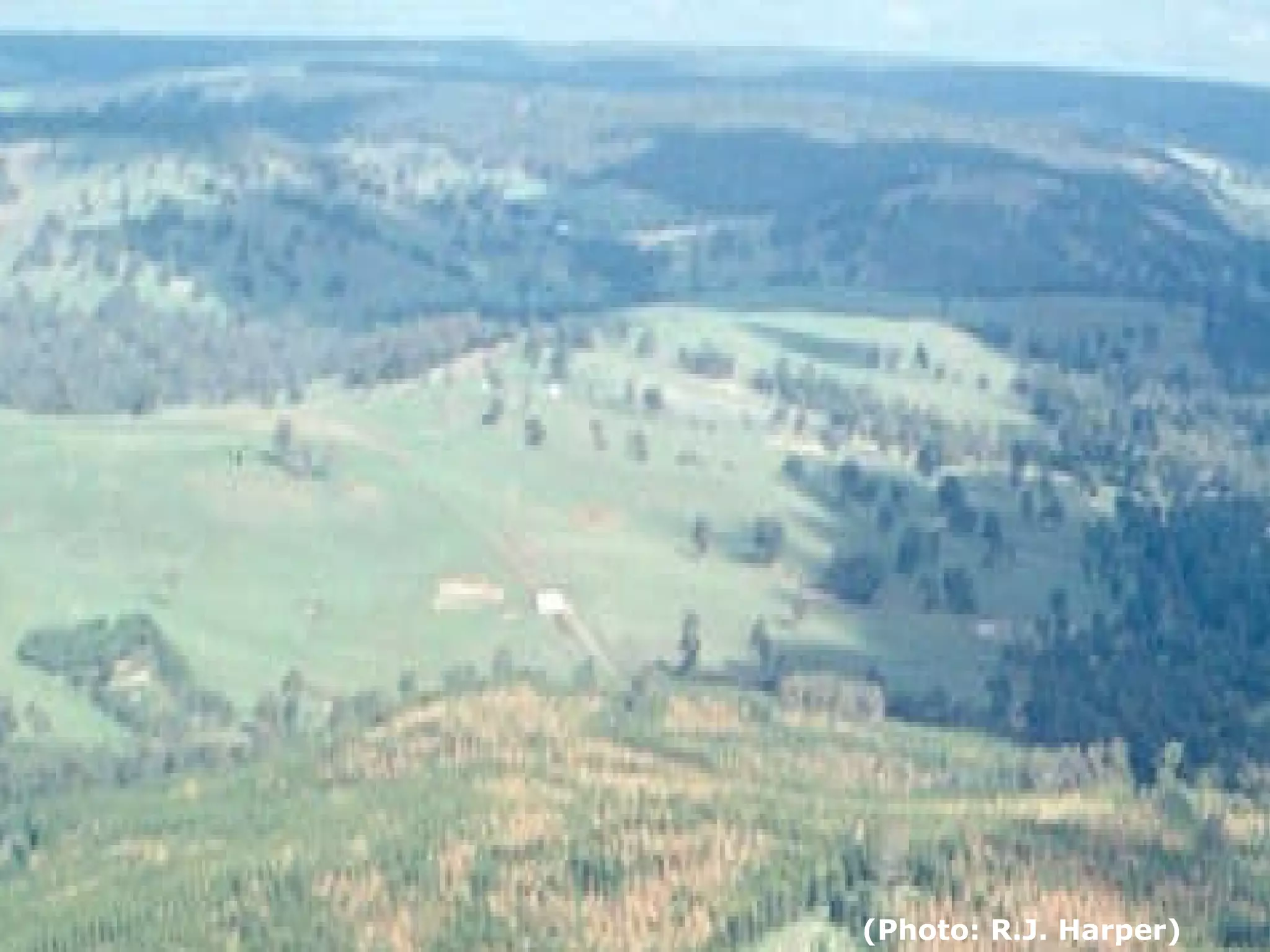 (Photo: R.J. Harper)