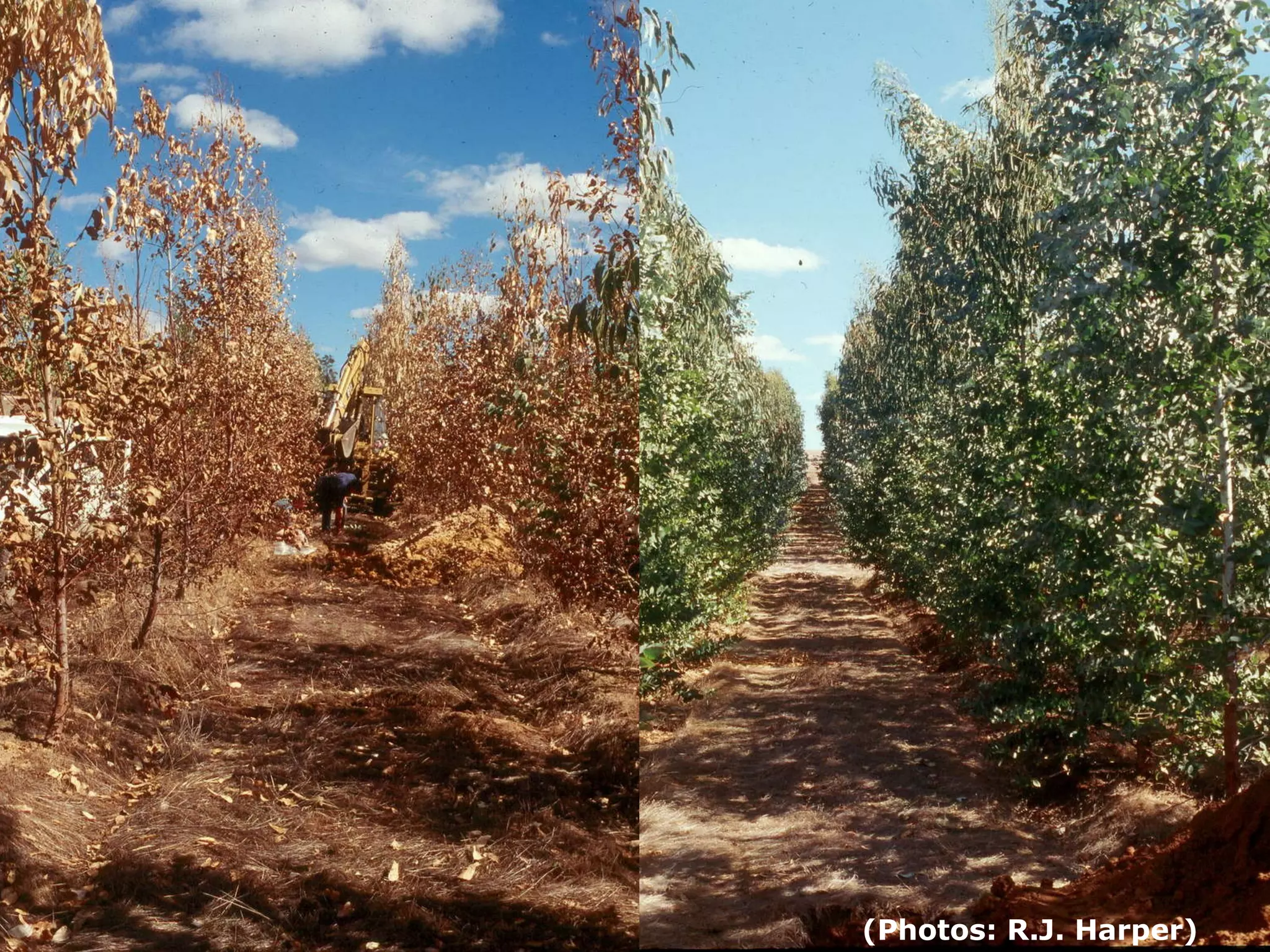 (Photos: R.J. Harper)