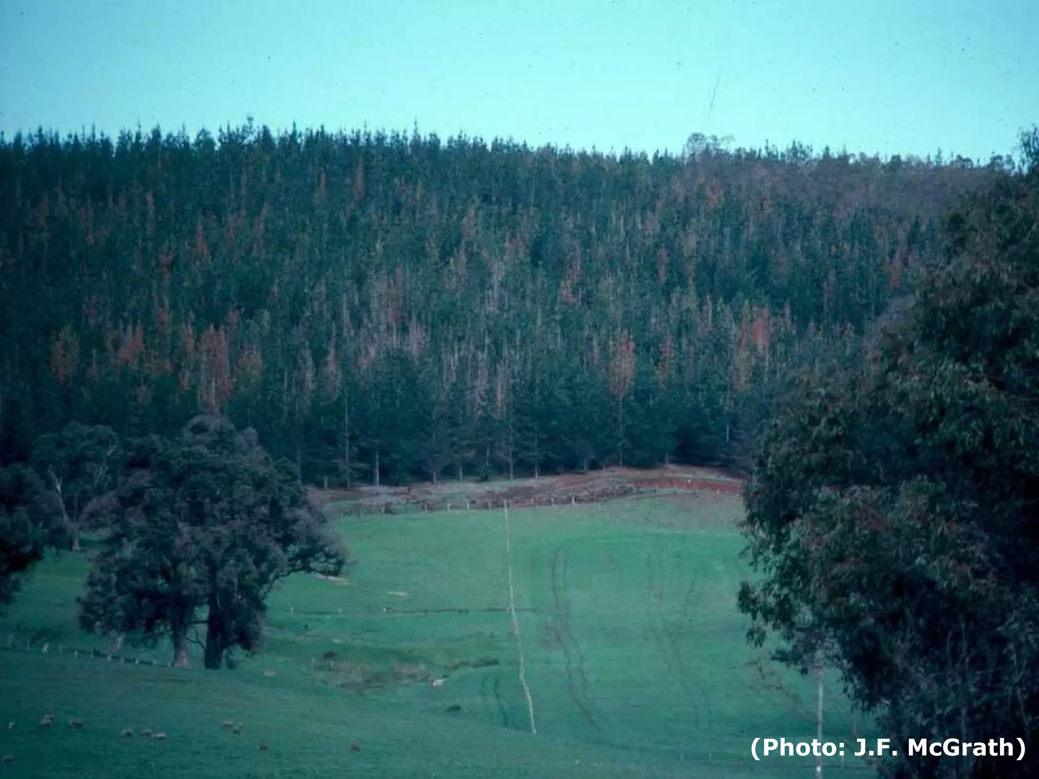 (Photo: J.F. McGrath)