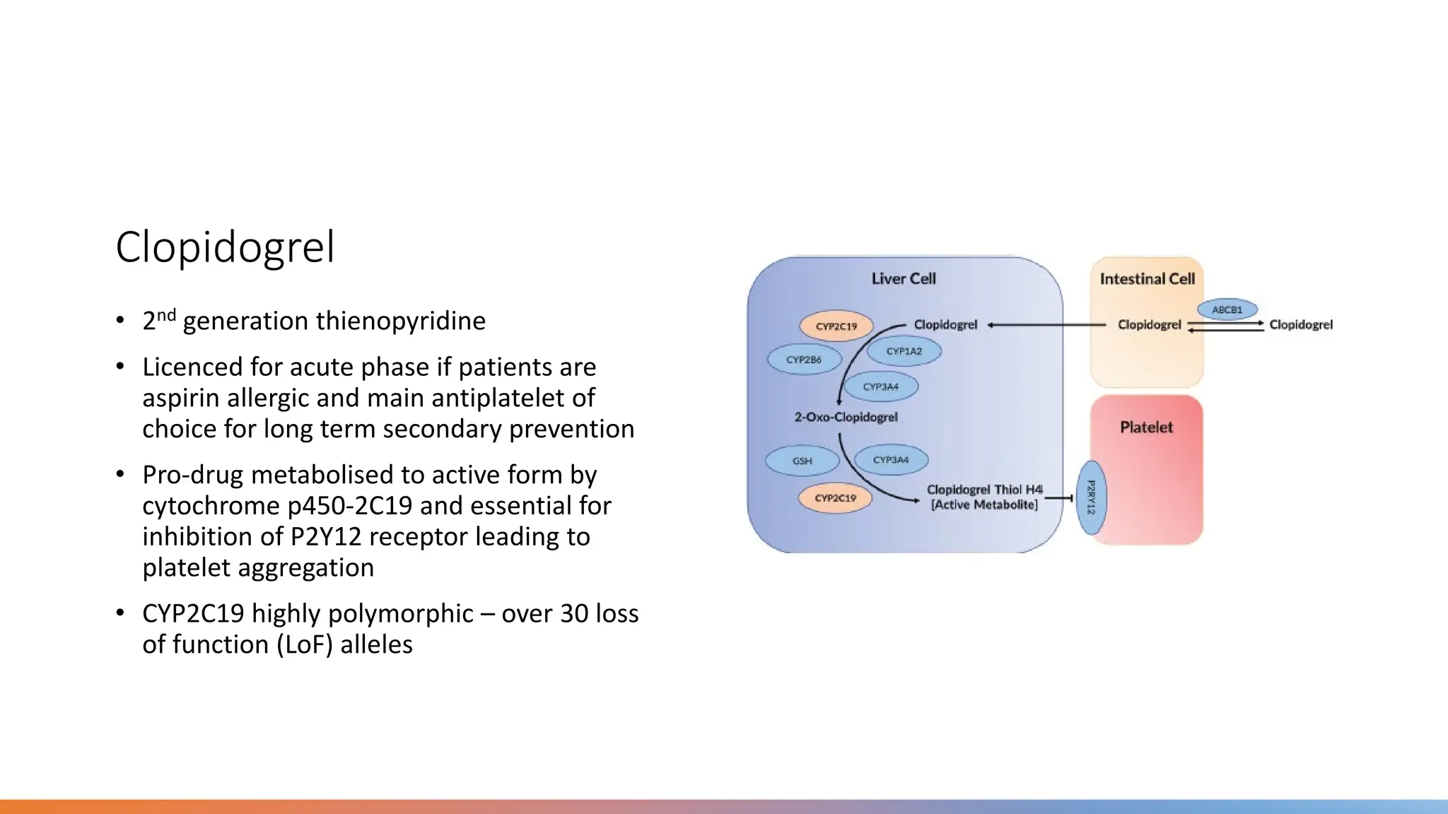 Clopidogrel
• 2nd generation thienopyridine
• Licenced for acute phase if patients are
aspirin allergic and main antiplatelet of
choice for long term secondary prevention
• Pro-drug metabolised to active form by
cytochrome p450-2C19 and essential for
inhibition of P2Y12 receptor leading to
platelet aggregation
• CYP2C19 highly polymorphic – over 30 loss
of function (LoF) alleles
 