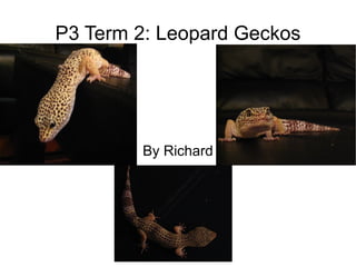 P3 Term 2: Leopard Geckos By Richard 