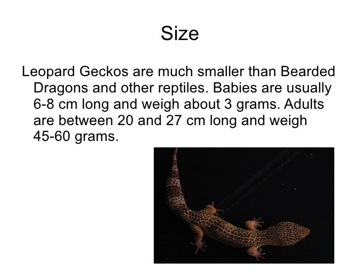 Richard p3 term 2 leopard geckos