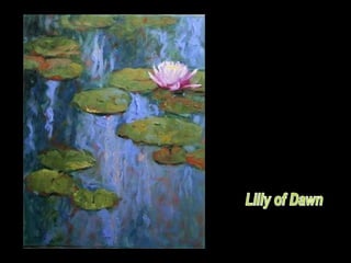 Lilly of Dawn 
