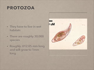PROTOZOA
• They have to live in wet
habitats
• There are roughly 30,000
species
• Roughly .012.05 mm long
and will grow to 1mm
long
 