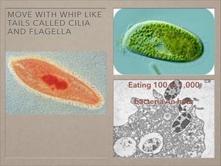 Eating 100 to 1,000
bacteria An hour
MOVE WITH WHIP LIKE
TAILS CALLED CILIA
AND FLAGELLA
 