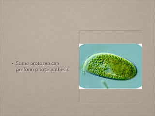 • Some protozoa can
preform photosynthesis
 
