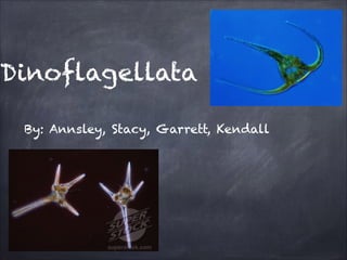 Dinoflagellata
By: Annsley, Stacy, Garrett, Kendall
 