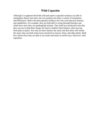 Wild Capuchin
Although it is apparent that both wild and captive capuchin monkeys are able to
manipulate objects into tools, the two monkeys do share a variety of similarities
and differences. Both wild and capuchin monkeys have the same physical features
and capabilities. For example, they are both able to swing through branches and
climb trees since they are quadrupedal animals. They both have prehensile tails that
they can use to help them forage for food or stabilize their balance when moving
from place to place. Not only are their features the same, but their diets still remain
the same; they are both omnivorous and feed on insects, fruits, and other plants. Both
have shown how they are able to use rocks and sticks in useful ways. However, wild
capuchins
 