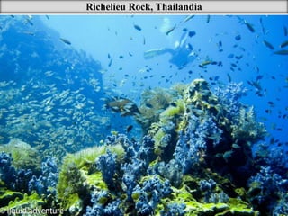 Richelieu Rock, Thailandia 
 