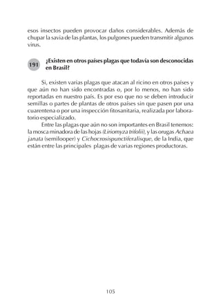 105
esos insectos pueden provocar daños considerables. Además de
chupar la savia de las plantas, los pulgones pueden transmitir algunos
virus.
¿Existen en otros países plagas que todavía son desconocidas
en Brasil?
Si, existen varias plagas que atacan al ricino en otros países y
que aún no han sido encontradas o, por lo menos, no han sido
reportadas en nuestro país. Es por eso que no se deben introducir
semillas o partes de plantas de otros países sin que pasen por una
cuarentena o por una inspección fitosanitaria, realizada por labora-
torio especializado.
Entre las plagas que aún no son importantes en Brasil tenemos:
la mosca minadora de las hojas (Liriomyza trifolii), y las orugas Achaea
janata (semilooper) y Cichocrosispunctiferalisque, de la India, que
están entre las principales plagas de varias regiones productoras.
191
 