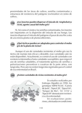 110
proximidades de las áreas de cultivo, semillas contaminadas y
estructuras de resistencia del patógeno (esclerodios) en restos de
cultivo.
¿Los insectos pueden dispersar el inóculo de Amphobotrys
ricini, agente causal del moho gris?
Sí. Así como el viento y las semillas contaminadas, los insectos
son importantes en la dispersión del inóculo de ese hongo. Los
insectos dispersan el inóculo del patógeno al pasar de una flor a otra
de una misma planta o de plantas diferentes.
¿Qué tácticas pueden ser adoptadas para controlar el moho
gris de la planta de ricino?
Aunque el uso de variedades resistentes al moho gris sea la
táctica de manejo más eficaz y deseable, esas variedades aún no
están disponibles. Actualmente, es común el uso de variedades con
resistencia intermedia o hasta variedades susceptibles, que exigen el
uso de semillas saludables, el tratamiento químico de semillas y
pulverizaciones preventivas o curativas de la parte aérea, con
fungicidas. Pero aún no existen fungicidas registrados para el control
de esa enfermedad en Brasil.
¿Existen variedades de ricino resistentes al moho gris?
En estudios realizados por
Embrapa Algodón en 1990, los
genotipos ‘MPAI T63/6’, ‘Canela
de Juriti’, ‘Sipeal 28’, ‘Sipeal 04’,
‘Sangue de Boi’, ‘LC 5116’ y
‘Sipeal 09’ demostraron resisten-
cia a la enfermedad.
En evaluaciones poste-
riores, efectuadas en condiciones
198
199
200
 