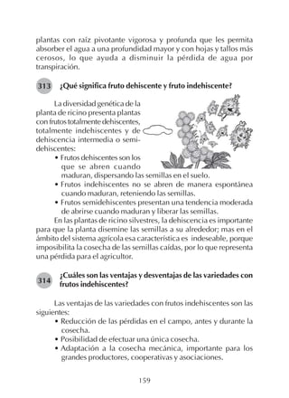 159
plantas con raíz pivotante vigorosa y profunda que les permita
absorber el agua a una profundidad mayor y con hojas y tallos más
cerosos, lo que ayuda a disminuir la pérdida de agua por
transpiración.
¿Qué significa fruto dehiscente y fruto indehiscente?
314
313
La diversidad genética de la
planta de ricino presenta plantas
con frutos totalmente dehiscentes,
totalmente indehiscentes y de
dehiscencia intermedia o semi-
dehiscentes:
• Frutos dehiscentes son los
que se abren cuando
maduran, dispersando las semillas en el suelo.
• Frutos indehiscentes no se abren de manera espontánea
cuando maduran, reteniendo las semillas.
• Frutos semidehiscentes presentan una tendencia moderada
de abrirse cuando maduran y liberar las semillas.
En las plantas de ricino silvestres, la dehiscencia es importante
para que la planta disemine las semillas a su alrededor; mas en el
ámbito del sistema agrícola esa característica es indeseable, porque
imposibilita la cosecha de las semillas caídas, por lo que representa
una pérdida para el agricultor.
¿Cuáles son las ventajas y desventajas de las variedades con
frutos indehiscentes?
Las ventajas de las variedades con frutos indehiscentes son las
siguientes:
• Reducción de las pérdidas en el campo, antes y durante la
cosecha.
• Posibilidad de efectuar una única cosecha.
• Adaptación a la cosecha mecánica, importante para los
grandes productores, cooperativas y asociaciones.
 