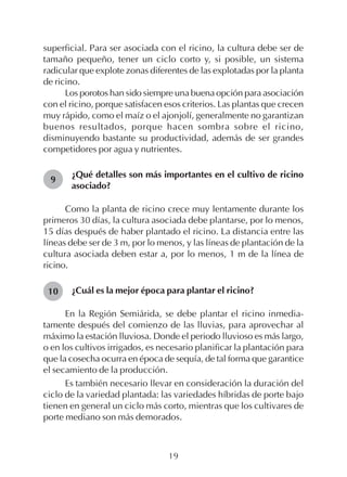 19
superficial. Para ser asociada con el ricino, la cultura debe ser de
tamaño pequeño, tener un ciclo corto y, si posible, un sistema
radicular que explote zonas diferentes de las explotadas por la planta
de ricino.
Los porotos han sido siempre una buena opción para asociación
con el ricino, porque satisfacen esos criterios. Las plantas que crecen
muy rápido, como el maíz o el ajonjolí, generalmente no garantizan
buenos resultados, porque hacen sombra sobre el ricino,
disminuyendo bastante su productividad, además de ser grandes
competidores por agua y nutrientes.
¿Qué detalles son más importantes en el cultivo de ricino
asociado?
Como la planta de ricino crece muy lentamente durante los
primeros 30 días, la cultura asociada debe plantarse, por lo menos,
15 días después de haber plantado el ricino. La distancia entre las
líneas debe ser de 3 m, por lo menos, y las líneas de plantación de la
cultura asociada deben estar a, por lo menos, 1 m de la línea de
ricino.
¿Cuál es la mejor época para plantar el ricino?
En la Región Semiárida, se debe plantar el ricino inmedia-
tamente después del comienzo de las lluvias, para aprovechar al
máximo la estación lluviosa. Donde el periodo lluvioso es más largo,
o en los cultivos irrigados, es necesario planificar la plantación para
que la cosecha ocurra en época de sequía, de tal forma que garantice
el secamiento de la producción.
Es también necesario llevar en consideración la duración del
ciclo de la variedad plantada: las variedades híbridas de porte bajo
tienen en general un ciclo más corto, mientras que los cultivares de
porte mediano son más demorados.
9
10
 