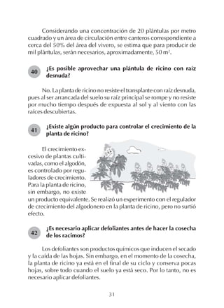 31
Considerando una concentración de 20 plántulas por metro
cuadrado y un área de circulación entre canteros correspondiente a
cerca del 50% del área del vivero, se estima que para producir de
mil plántulas, serán necesarios, aproximadamente, 50 m2
.
¿Es posible aprovechar una plántula de ricino con raíz
desnuda?
No. La planta de ricino no resiste el transplante con raíz desnuda,
pues al ser arrancada del suelo su raíz principal se rompe y no resiste
por mucho tiempo después de expuesta al sol y al viento con las
raíces descubiertas.
¿Existe algún producto para controlar el crecimiento de la
planta de ricino?
40
41
42
El crecimiento ex-
cesivo de plantas culti-
vadas, como el algodón,
es controlado por regu-
ladores de crecimiento.
Para la planta de ricino,
sin embargo, no existe
un producto equivalente. Se realizó un experimento con el regulador
de crecimiento del algodonero en la planta de ricino, pero no surtió
efecto.
¿Es necesario aplicar defoliantes antes de hacer la cosecha
de los racimos?
Los defoliantes son productos químicos que inducen el secado
y la caída de las hojas. Sin embargo, en el momento de la cosecha,
la planta de ricino ya está en el final de su ciclo y conserva pocas
hojas, sobre todo cuando el suelo ya está seco. Por lo tanto, no es
necesario aplicar defoliantes.
 