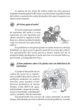 47
La quema de los restos de cultivo todos los años provoca
empobrecimiento químico del suelo y eso disminuye la productividad
del cultivo y aumenta los costos de producción, pues los gastos con
abono serán mayores.
¿El ricino agota el suelo?67
El ricino extrae gran cantidad
de nutrientes del suelo y si esos
nutrientes no son repuestos por
abono mineral u orgánico la ten-
dencia es obtener productividades
cada vez menores en cada año de
cultivo.
Ese problema es más preocupante en suelos arenosos o de baja
fertilidad y se agrava con la quema anual de los restos del cultivo.
Ese agotamiento del suelo provoca fuerte reducción de la
productividad y predispone el suelo aún más a la erosión hídrica y,
por lo tanto, a la degradación física.
¿Cómo podemos saber si la planta está con deficiencia de
nutrientes?
68
Cuando el desarrollo de un
cultivo de ricino no es satisfac-
torio, es difícil descubrir cuál es el
problema mediante un análisis
sencillo, pues pueden existir
diversos problemas al mismo
tiempo, como déficit de agua,
enfermedades, ataque de insectos,
ácaros o nematodos, salinidad del
suelo y, también, falta de nutrientes.
Frecuentemente hay escasez de varios nutrientes al mismo
tiempo, dificultando aún más la identificación del problema. Cuando
 