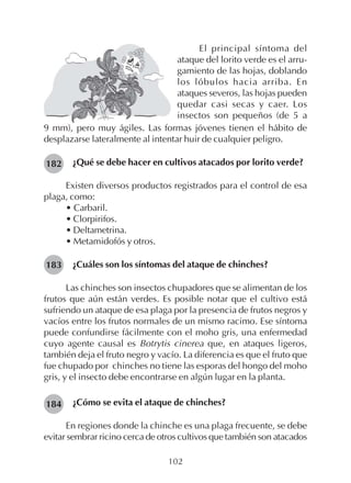 102
182
183
184
El principal síntoma del
ataque del lorito verde es el arru-
gamiento de las hojas, doblando
los lóbulos hacia arriba. En
ataques severos, las hojas pueden
quedar casi secas y caer. Los
insectos son pequeños (de 5 a
9 mm), pero muy ágiles. Las formas jóvenes tienen el hábito de
desplazarse lateralmente al intentar huir de cualquier peligro.
¿Qué se debe hacer en cultivos atacados por lorito verde?
Existen diversos productos registrados para el control de esa
plaga, como:
• Carbaril.
• Clorpirifos.
• Deltametrina.
• Metamidofós y otros.
¿Cuáles son los síntomas del ataque de chinches?
Las chinches son insectos chupadores que se alimentan de los
frutos que aún están verdes. Es posible notar que el cultivo está
sufriendo un ataque de esa plaga por la presencia de frutos negros y
vacíos entre los frutos normales de un mismo racimo. Ese síntoma
puede confundirse fácilmente con el moho gris, una enfermedad
cuyo agente causal es Botrytis cinerea que, en ataques ligeros,
también deja el fruto negro y vacío. La diferencia es que el fruto que
fue chupado por chinches no tiene las esporas del hongo del moho
gris, y el insecto debe encontrarse en algún lugar en la planta.
¿Cómo se evita el ataque de chinches?
En regiones donde la chinche es una plaga frecuente, se debe
evitar sembrar ricino cerca de otros cultivos que también son atacados
 