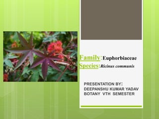 Family:Euphorbiaceae
Species:Ricinus communis
PRESENTATION BY:
DEEPANSHU KUMAR YADAV
BOTANY VTH SEMESTER
 
