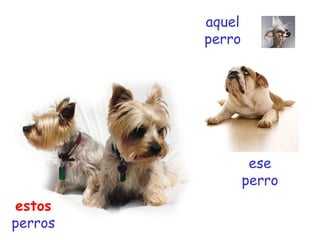 ese perro estos  perros aquel perro 
