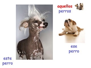 ese perro este perro aquellos  perros 