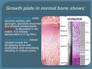  Zone of degeneration (cells
become swollen with
glycogen, glycolytic enzymes
and alkaline phosphatase.
Calcium is deposited in the
matrix. It is sharply
demarcated in X ray film).
 Zone of ossification (blood
vessels invade the
developing bone with
ossification and remodeling
resulting in mature bone).
 