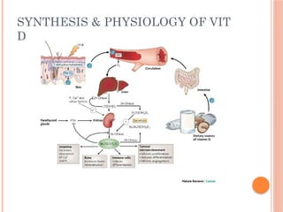 SYNTHESIS & PHYSIOLOGY OF VIT
D
 