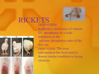 RICKETS
DEFINITION
In poultry a deficiency of vitamin
D3, phosphorus or a wide
imbalance in the
calcium: phosphorus ratio of the
diet can
cause rickets. The term
osteomalacia has been used to
denote similar condition in laying
chickens
 