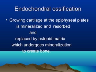 EEnnddoocchhoonnddrraall oossssiiffiiccaattiioonn 
• Growing cartilage at the epiphyseal plates 
is mineralized and resorbed 
and 
replaced by osteoid matrix 
which undergoes mineralization 
to create bone. 
 