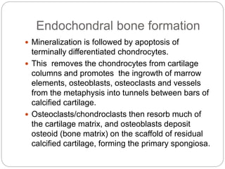 Endochondral bone formation
 Mineralization is followed by apoptosis of
terminally differentiated chondrocytes.
 This removes the chondrocytes from cartilage
columns and promotes the ingrowth of marrow
elements, osteoblasts, osteoclasts and vessels
from the metaphysis into tunnels between bars of
calcified cartilage.
 Osteoclasts/chondroclasts then resorb much of
the cartilage matrix, and osteoblasts deposit
osteoid (bone matrix) on the scaffold of residual
calcified cartilage, forming the primary spongiosa.
 