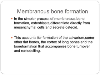 Membranous bone formation
 In the simpler process of membranous bone
formation, osteoblasts differentiate directly from
mesenchymal cells and secrete osteoid.
 This accounts for formation of the calvarium,some
other flat bones, the cortex of long bones and the
boneformation that accompanies bone turnover
and remodelling.
 
