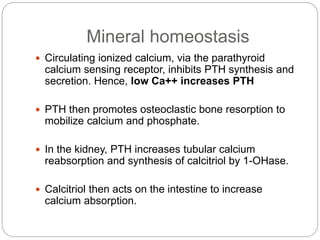 Mineral homeostasis
 Circulating ionized calcium, via the parathyroid
calcium sensing receptor, inhibits PTH synthesis and
secretion. Hence, low Ca++ increases PTH
 PTH then promotes osteoclastic bone resorption to
mobilize calcium and phosphate.
 In the kidney, PTH increases tubular calcium
reabsorption and synthesis of calcitriol by 1-OHase.
 Calcitriol then acts on the intestine to increase
calcium absorption.
 