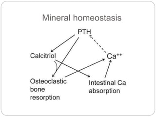 Mineral homeostasis
 
