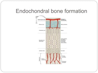 Endochondral bone formation
 