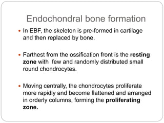 Endochondral bone formation
 In EBF, the skeleton is pre-formed in cartilage
and then replaced by bone.
 Farthest from the ossification front is the resting
zone with few and randomly distributed small
round chondrocytes.
 Moving centrally, the chondrocytes proliferate
more rapidly and become flattened and arranged
in orderly columns, forming the proliferating
zone.
 