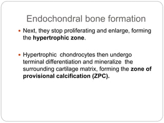 Endochondral bone formation
 Next, they stop proliferating and enlarge, forming
the hypertrophic zone.
 Hypertrophic chondrocytes then undergo
terminal differentiation and mineralize the
surrounding cartilage matrix, forming the zone of
provisional calcification (ZPC).
 