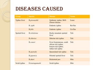 Typhus Vector RICKETTSIACEAE | PDF