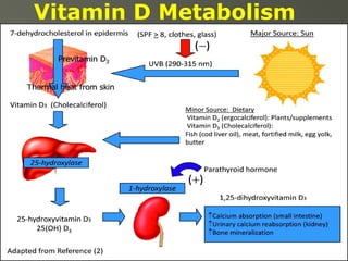 Vitamin D Metabolism

( Adapted from Lucas et al.)

2009;10:e590-e599
©2009 by American Academy of Pediatrics

Taylor S N et al. Neoreviews

 