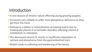 Rickets in dogs; etiology, diagnosis and management | PPT