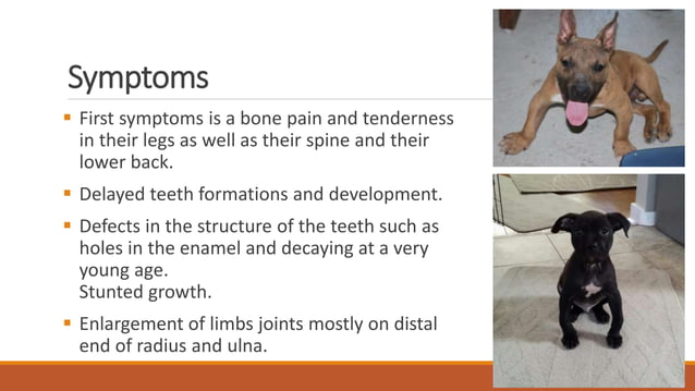Rickets in dogs; etiology, diagnosis and management | PPT