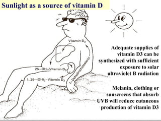 Sunlight as a source of vitamin D
Adequate supplies of
vitamin D3 can be
synthesized with sufficient
exposure to solar
ult...