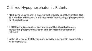 X-linked Hypophosphatemic Rickets
• PHEX gene => produces a protein that regulates another protein FGF-
23 => either a direct or an indirect role in inactivating a phosphatonin
or phosphatonins
• If PHEX gene is absent => degradation of the phosphatonin =>
increase in phosphate excretion and decreased production of
calcitriol
• In the absence of PHEX enzymatic activity, osteopontin accumulates
=> osteomalacia
 