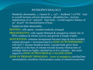 PATHOPHYSIOLOGY
 Metabolic abnormality- ↓ vitamin D- ↓ ca2+ - feedback ↑ in PTH – lead
to overall increase calcium absorption , phosphate loss , increase
mobilization of ca2+ and po43- from bone – overall negative balance of
ca2+ & po43- for mineralization of bone.
 Epiphysial plate abnormality
RESTING- cells sparse rounded randomly arranged
PROLIFERATIVE- cells regular flattened & arranged in column site of
DNA synthesis & mitotic activity and growth in length of plate
MATURATION- columnar arrangement becomes large & more rounded,
contain glycogen→ lowermost part k/a ZONE OF HYPERTROPHY –
cells have ↑ lacunae shrunken nuclei, vascular buds grows from
metaphysis at the base of column towards lacunae whereas bars of
cartilage which are highly calcified lies in b/w columns – this entire
region k/a ZONE OF PROVISIONAL CALCIFICATION.
ZONE OF PRIMARY SPONGIOSA – lower in metaphysis calcified bars
surrounded by osteoblast which produce seams of osteoid around bars.
 