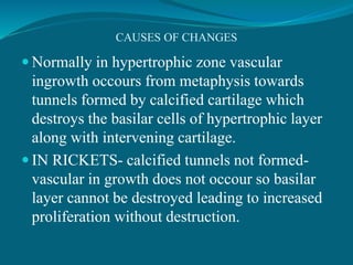 CAUSES OF CHANGES
 Normally in hypertrophic zone vascular
ingrowth occours from metaphysis towards
tunnels formed by calcified cartilage which
destroys the basilar cells of hypertrophic layer
along with intervening cartilage.
 IN RICKETS- calcified tunnels not formed-
vascular in growth does not occour so basilar
layer cannot be destroyed leading to increased
proliferation without destruction.
 