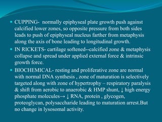  CUPPING- normally epiphyseal plate growth push against
calcified lower zones, so opposite pressure from both sides
leads to push of epiphyseal nucleus farther from metaphysis
along the axis of bone leading to longitudinal growth.
 IN RICKETS- cartilage softened--calcified zone & metaphysis
collapse and spread under applied external force & intrinsic
growth force.
 BIOCHEMICAL- resting and proliferative zone are normal
with normal DNA synthesis , zone of maturation is selectively
targeted along with zone of hypertrophy – respiratory paralysis
& shift from aerobic to anaerobic & HMP shunt, ↓ high energy
phosphate molecules→ ↓ RNA, protein , glycogen,
proteoglycan, polysaccharide leading to maturation arrest.But
no change in lysosomal activity.
 